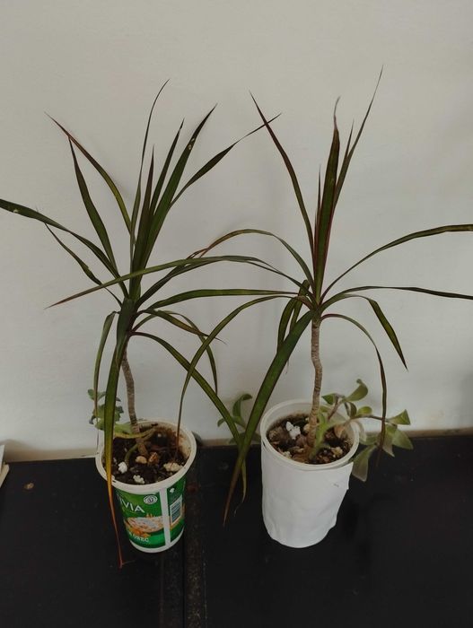 Бенджамин, традесканция, пилея, дифенбахия, гастения, алое, ледебурия