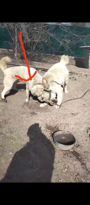 Продаются собака 10000 Каму надо обращайтесь