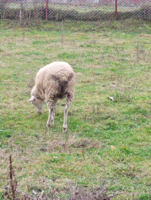Vând oaie tânără