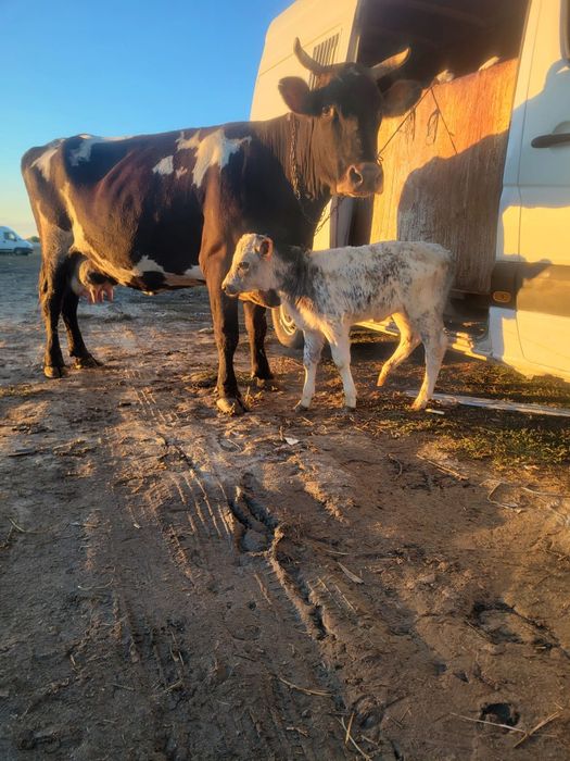 Vând vitei de carne ,jud olt corabia prețul 30milione bucata,