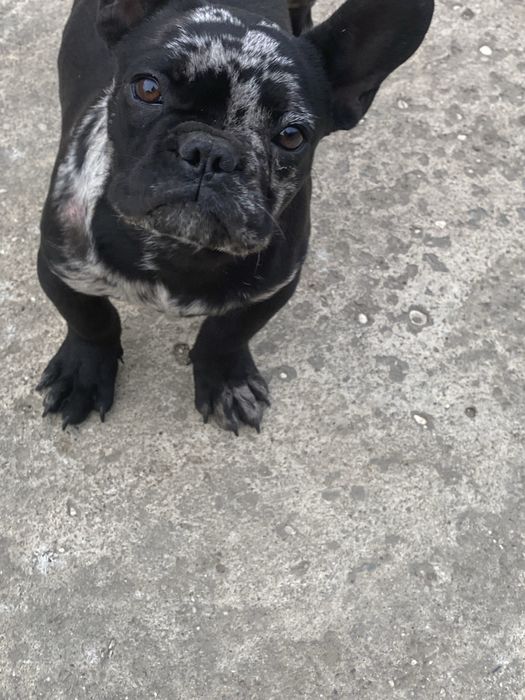Catel buldog francez(negru merle)