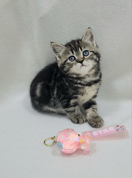 Девочка скоттиш страйт.Окрас чёрный мрамор на золоте.Возраст 1.5 месяц