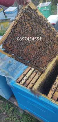 Отводки малки пчелни семейства