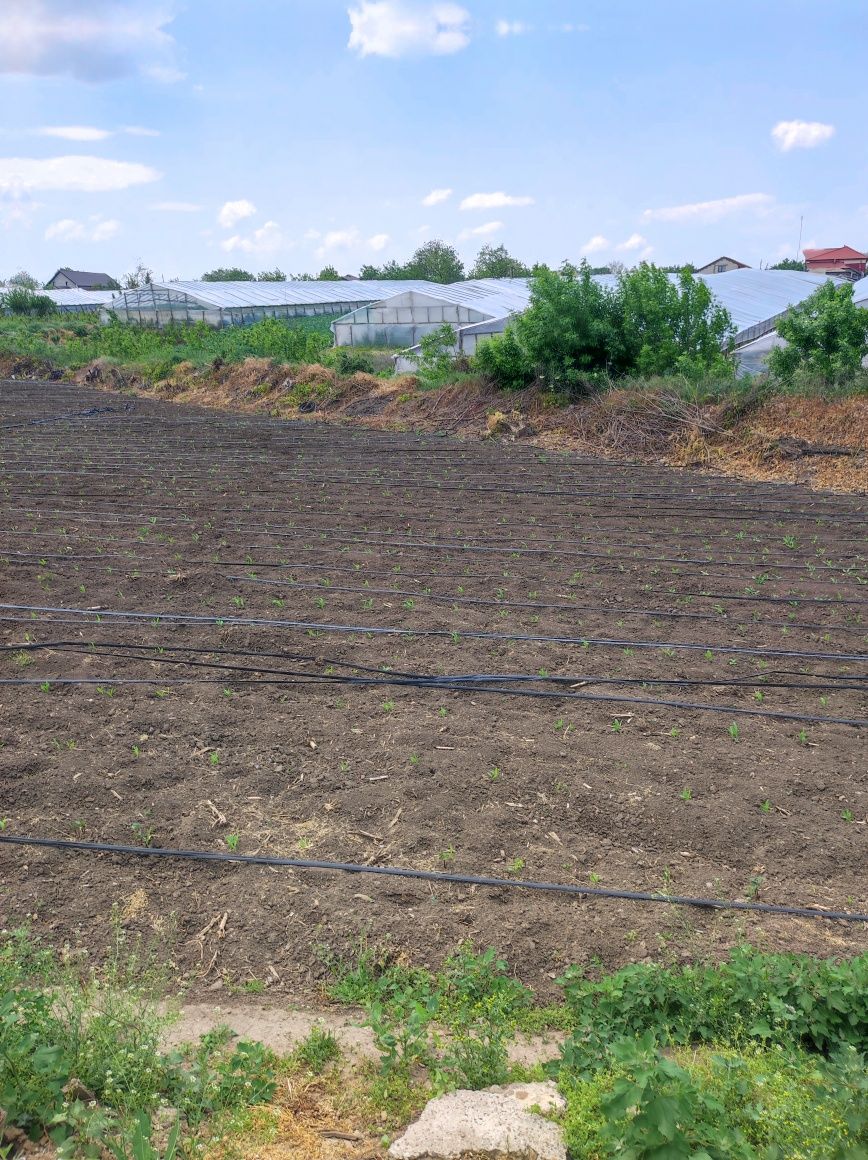 Casă de vânzare Matca