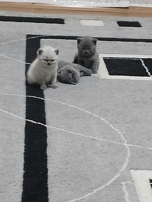 Британска късокосместа