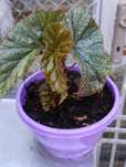 Кралска Бегония  /Begonia Corallina