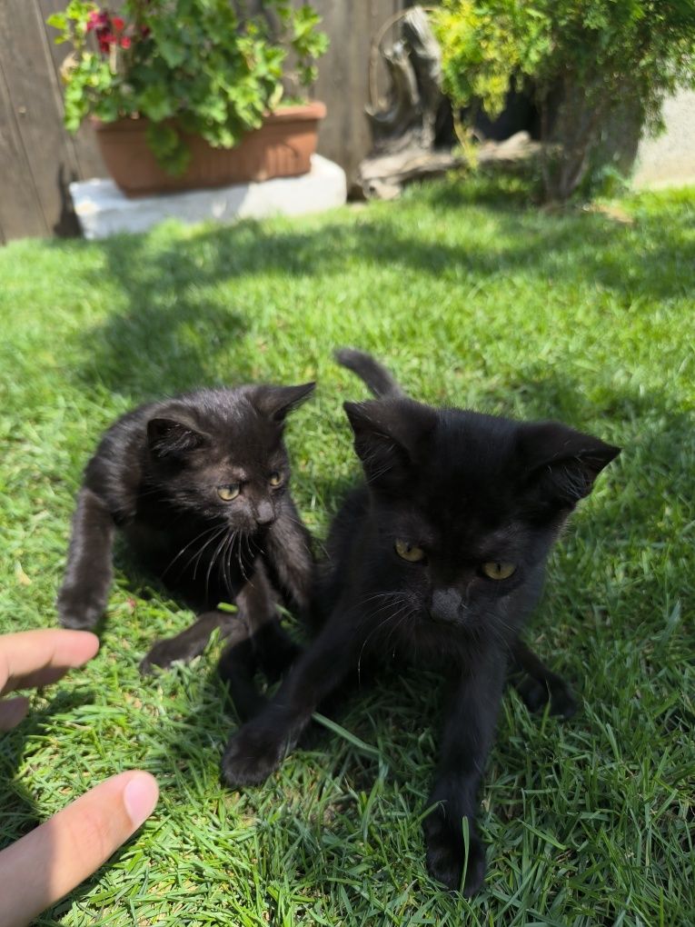 Подаряваме малки котета!