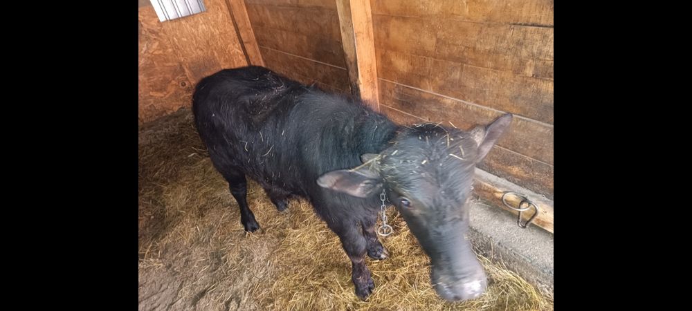 Vând vițel de bivolita