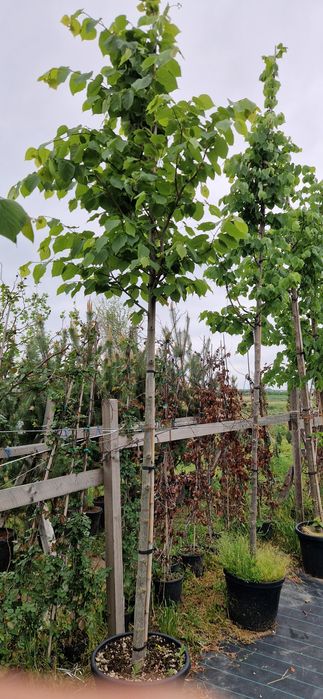 Platan - Mesteacan- Tei de floare- Artar norvegian