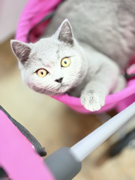 Чистокръвно британско момче на 5 месеца с родословие