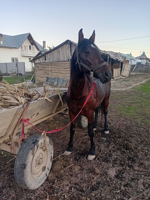 Iapă de vânzare vârstă 4 ani cuminte