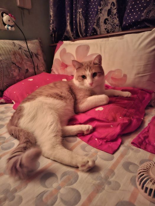 кот, мальчик , зовут персик