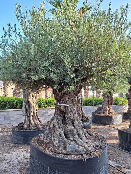 Maslini pe rod, ornamentali, seculari, bonsai rezistenti la ger