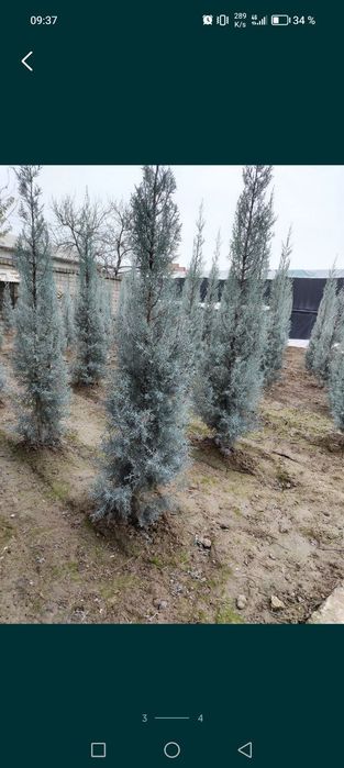 Арча Аризоника Кипарис оригинал