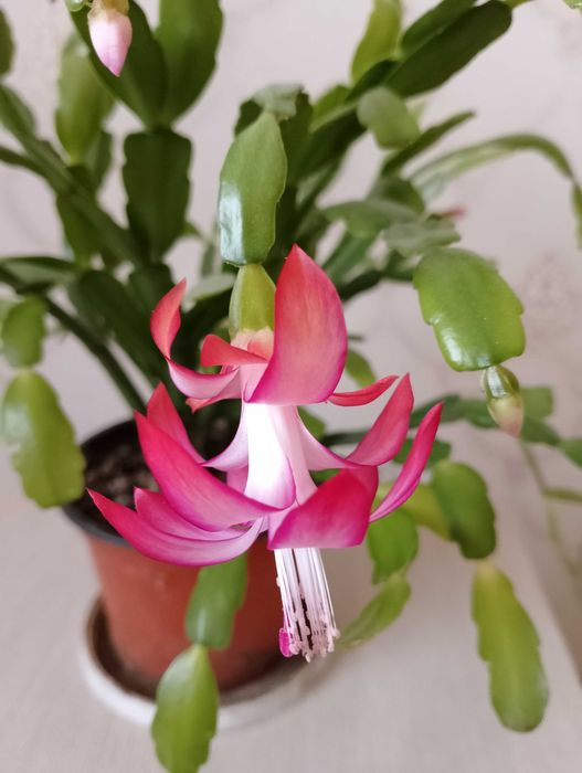 Декабрист розовый