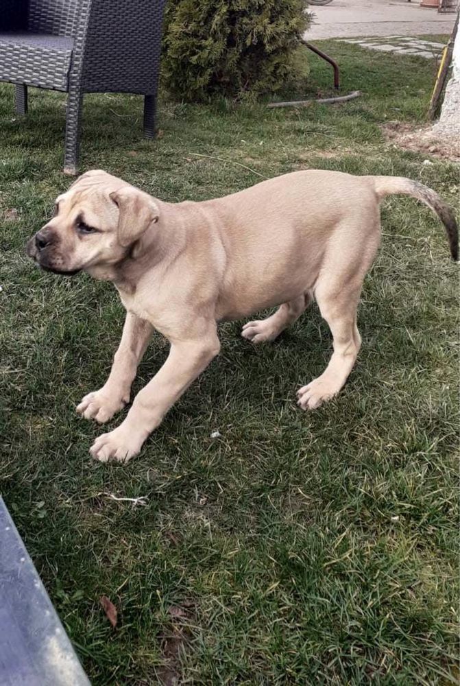 Bullmastiff disponibil mascul