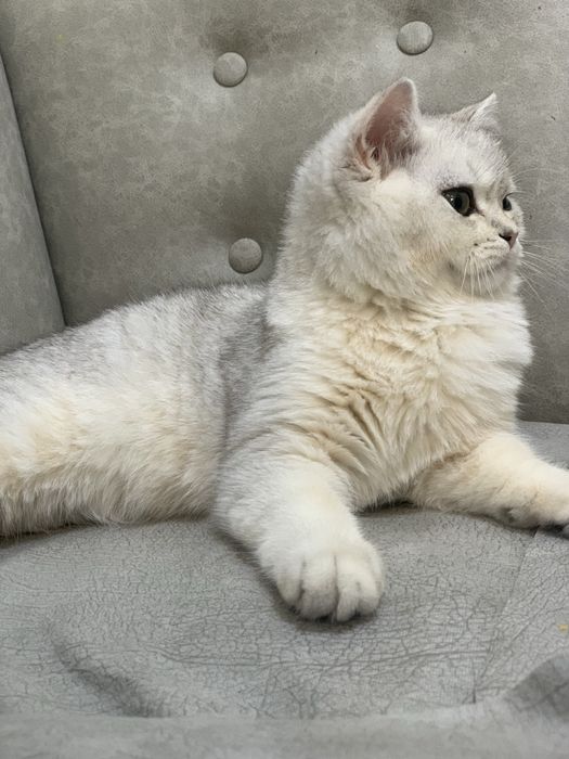 Strayt Serebristiy shinshila