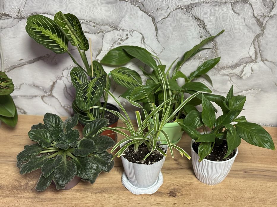 Хлорофитум, сциндапсус, эпипремнум, спатифиллум