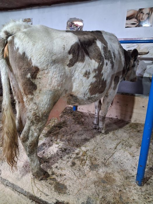 Vand sau schimb cu vacă de tăiere