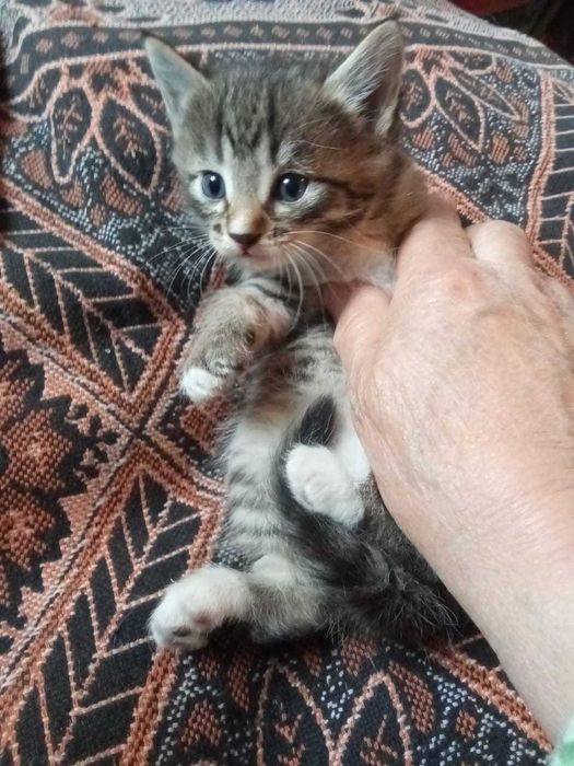 Отдам котят в хорошие руки