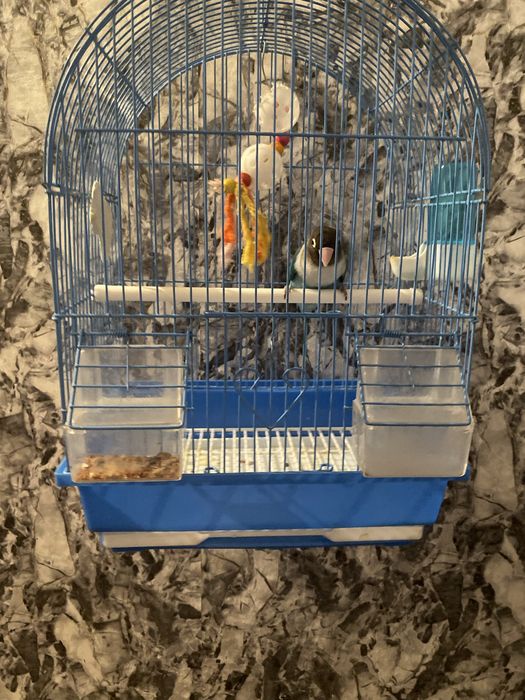 Попугай неразлучник с клеткой торга нет