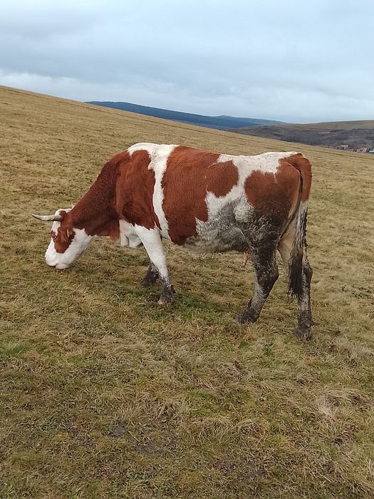 Vacă  de  vânzare