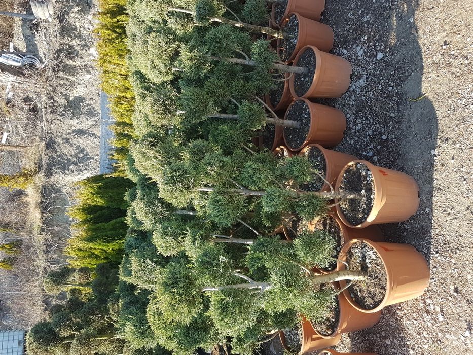 Plante ornamentale