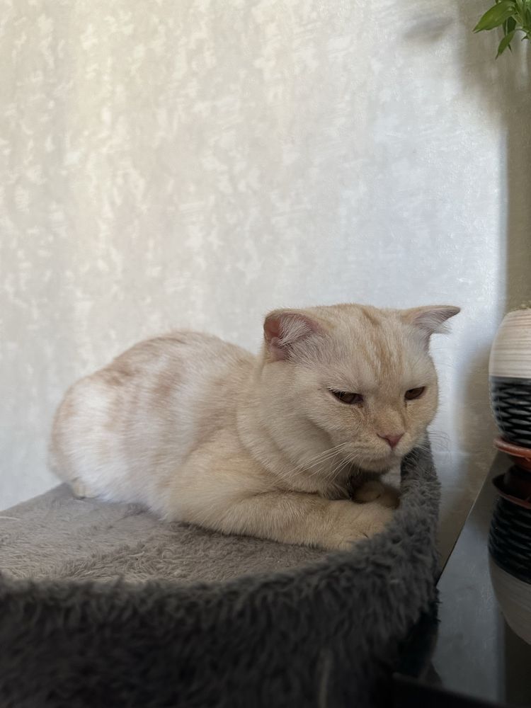 Scottish fold. 7-8 oylik. Privivka ogan. Qiz bola. Shoxmas