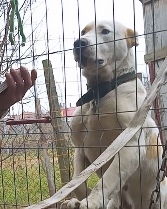 Ciobanesc de asia centrala