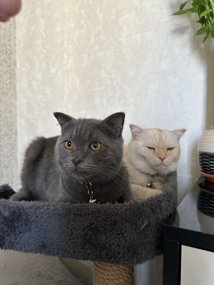 Scottish fold 6-7 oylik. Privivka ogan, shoxmas. Ogil bola