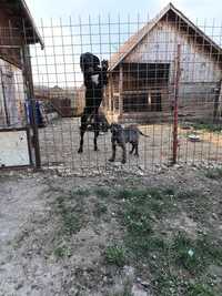 Donez băiat cane corso