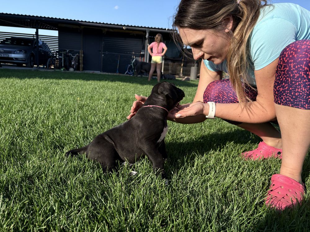 Pui Cane Corso 7 saptamani femela