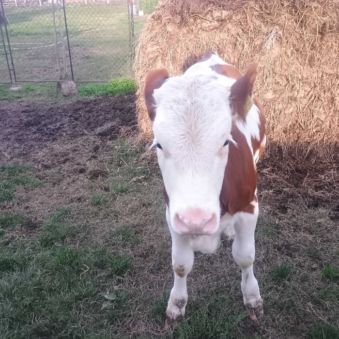 Vând vițică de trei luni jumate