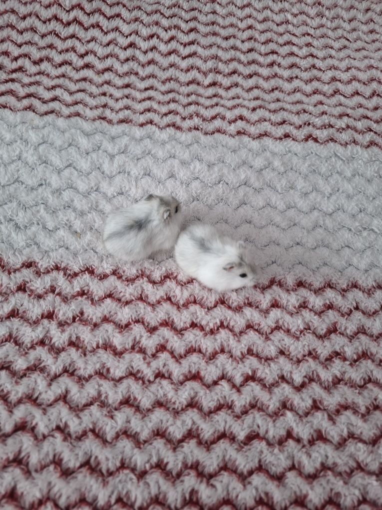 Vand  pui hamsteri