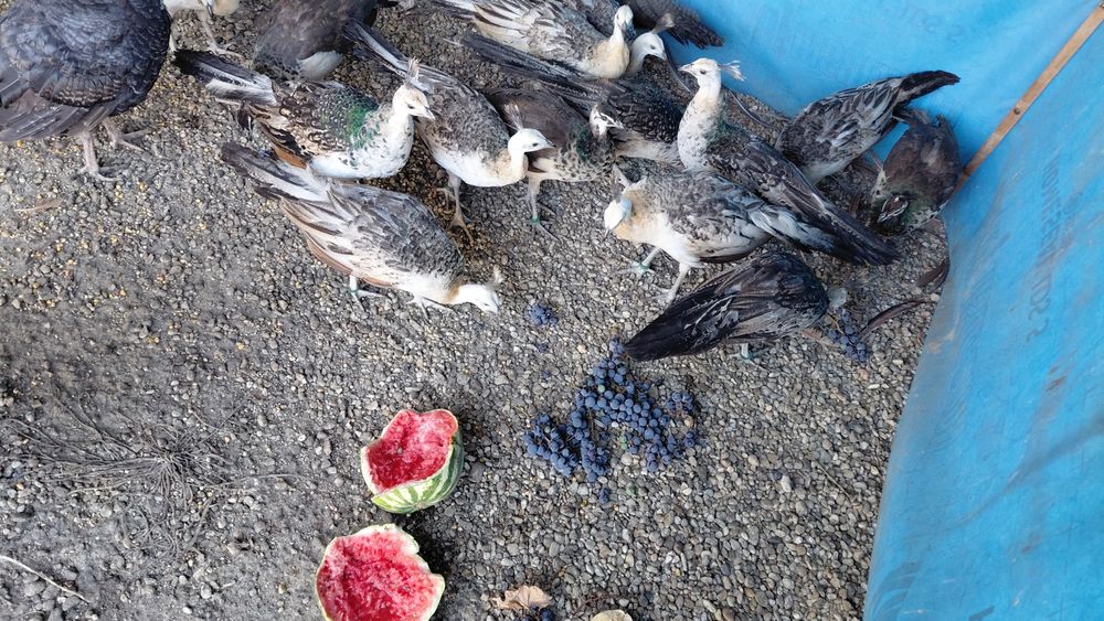 Pauni umeri negri de vânzare