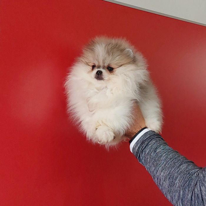 Pui pomeranian femelă