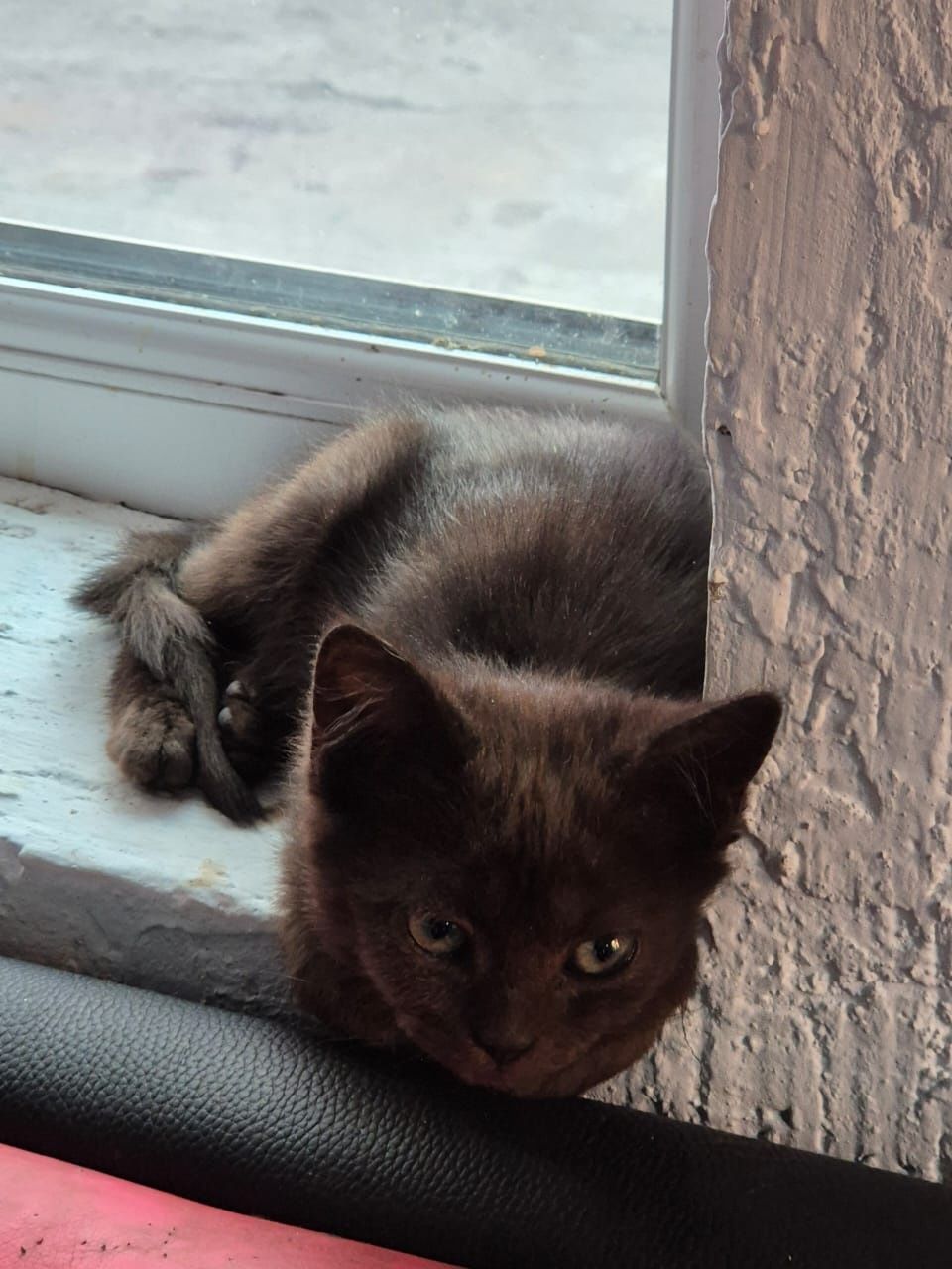 Ищу дом для котят