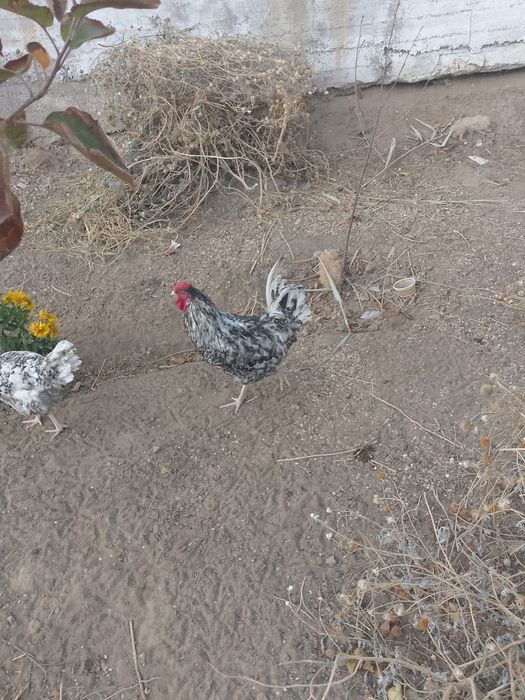 Петухи порода Пушкинские