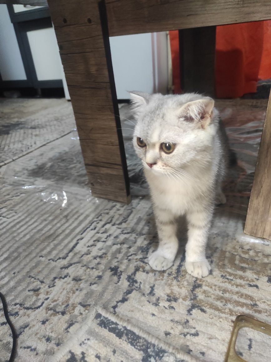 Продам британский скоттиш фолд