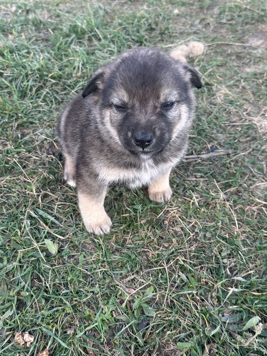 Donez cățeluși de talie mică de curte