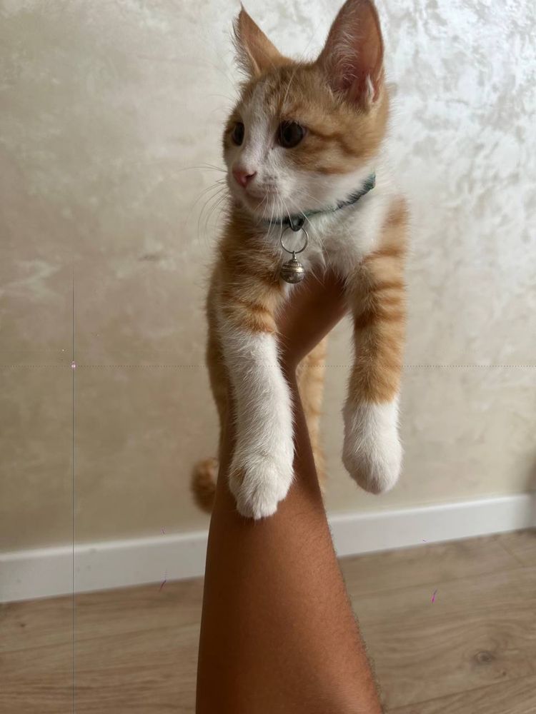 Котенок даром в добрые руки