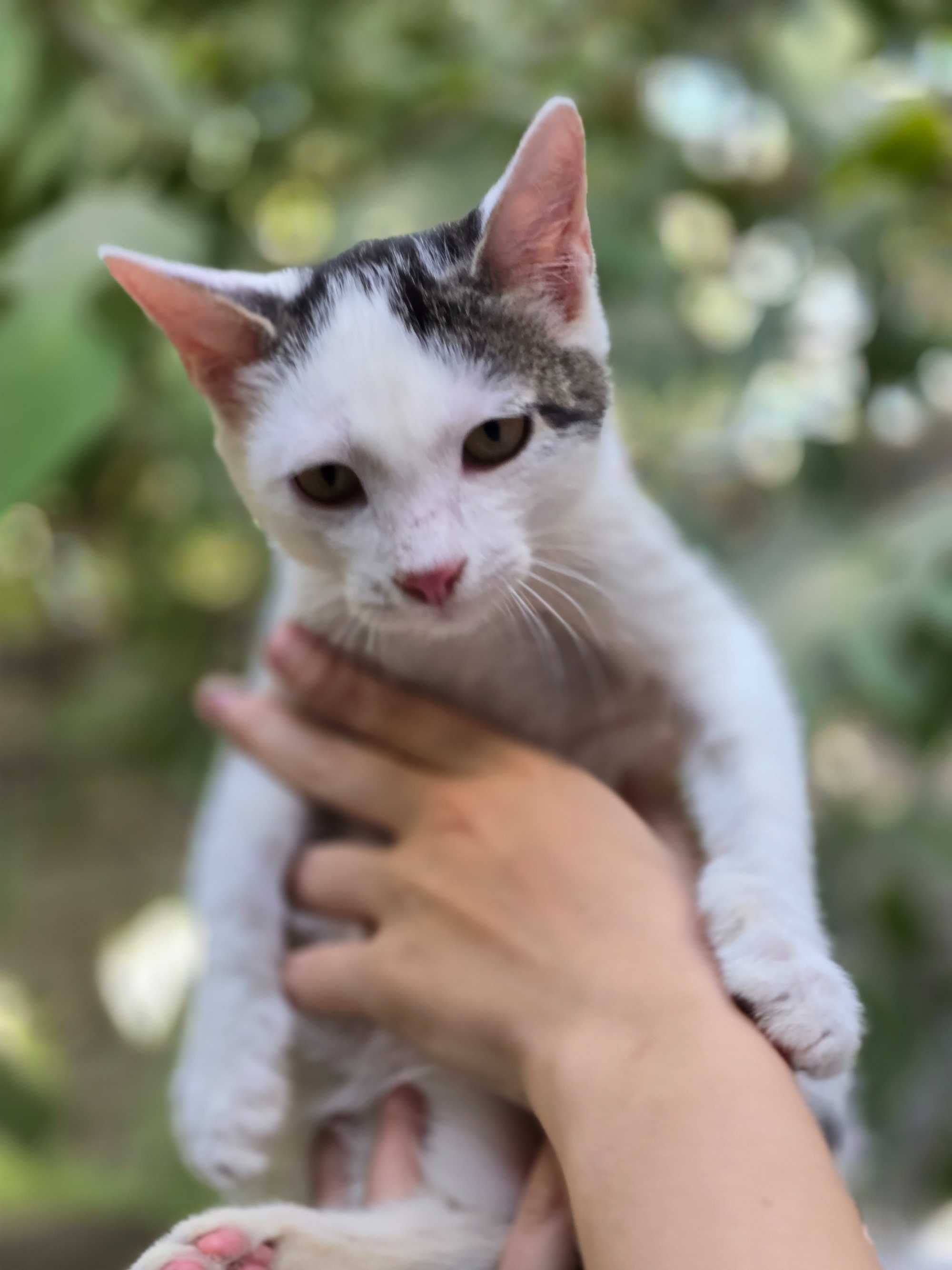 Котёнок, мальчик, 4 месяца