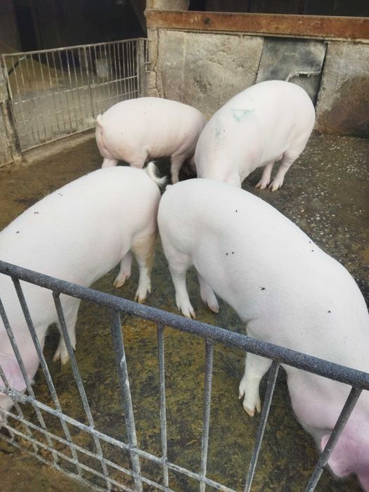 Продавам прасета от 100-120 кг.област Пловдив.Цена по договаряне.