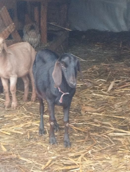 Capre și iede anglonubiene