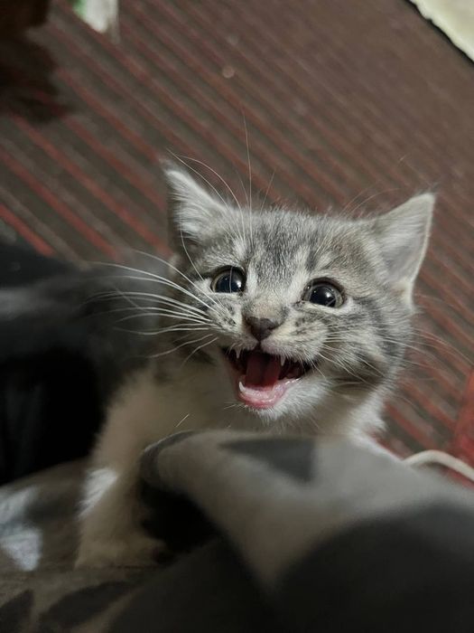 Мушуклар сотилади