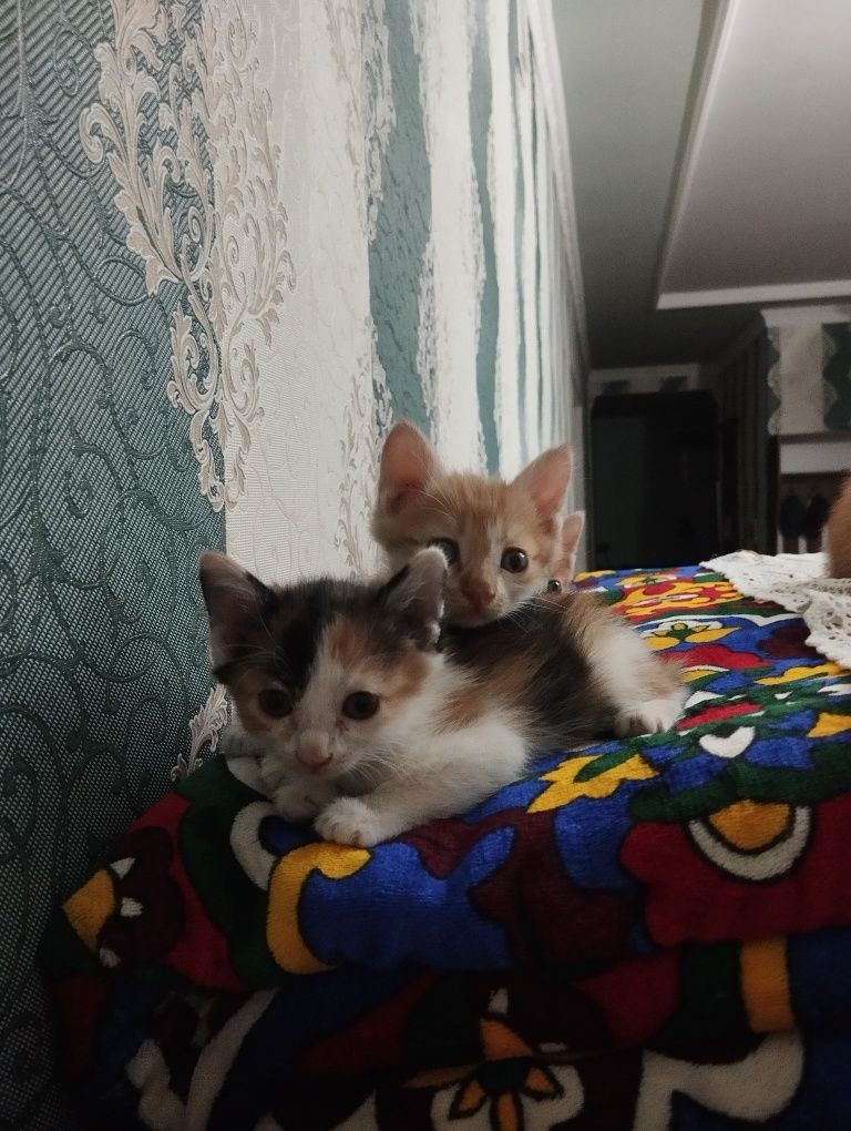 Отдам котят даром