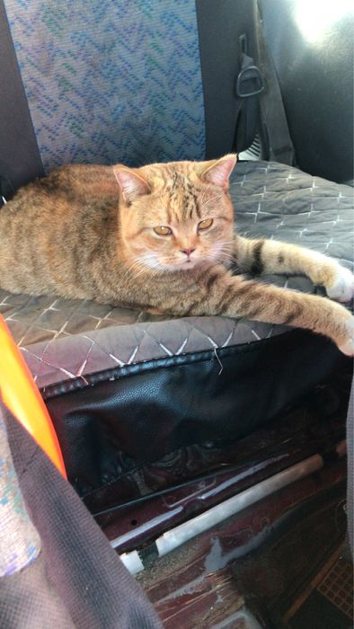 Продам котят британской породы