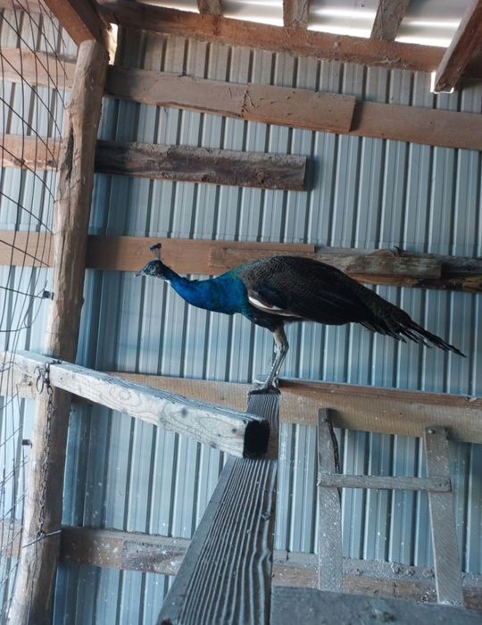 Vând păun din 2024