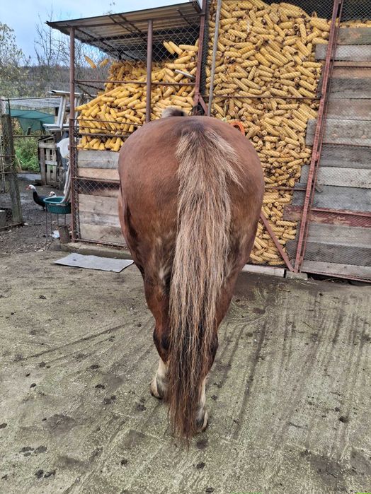 Vînd iapă de 9 ani cu acte