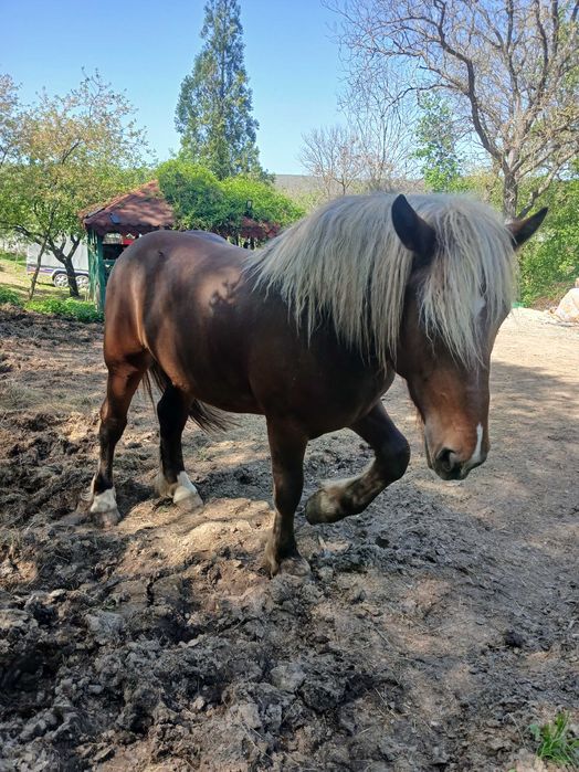 Manz de 2 ani si 7 luni si trasura de vanzare